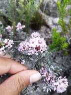 Image of Amphithalea ericifolia subsp. ericifolia