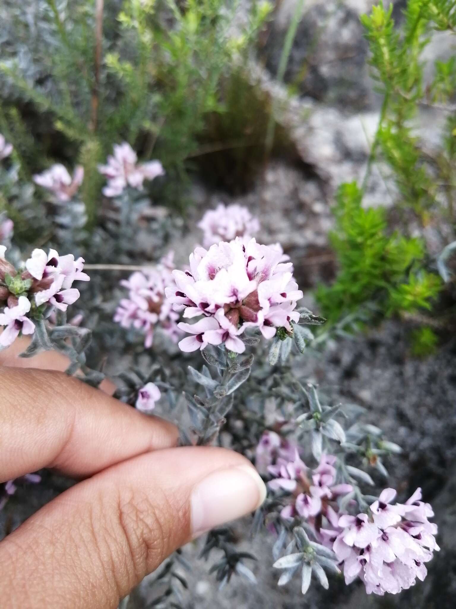 Image of Amphithalea ericifolia subsp. ericifolia