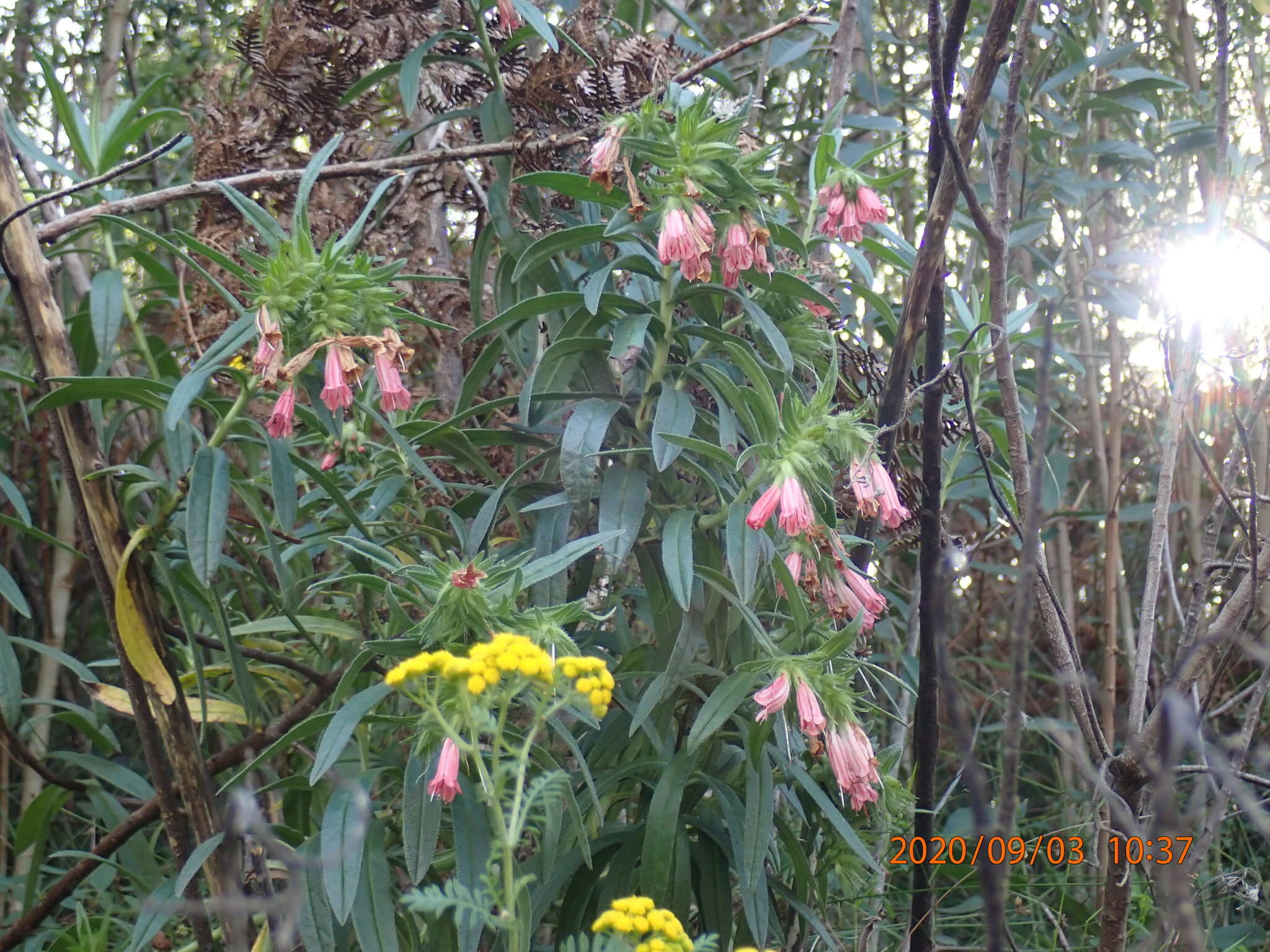 Lobostemon belliformis M. H. Buys resmi