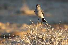 Image of Karoo Chat