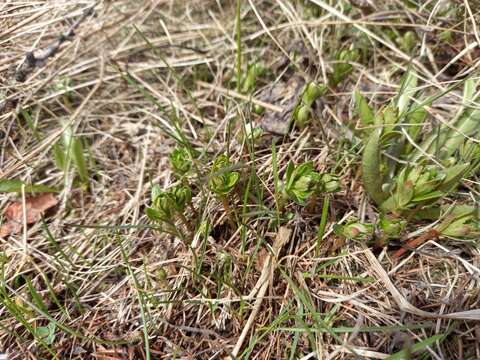 Image of Rhodiola stephanii (Cham.) Trautv. & Mey.