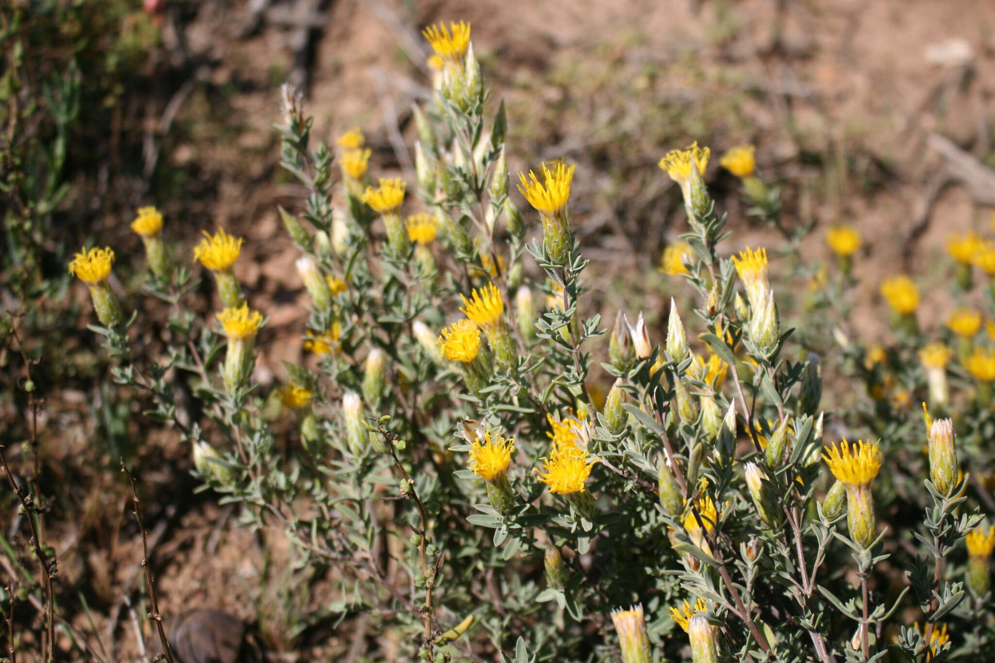 صورة Pteronia cinerea L. fil.