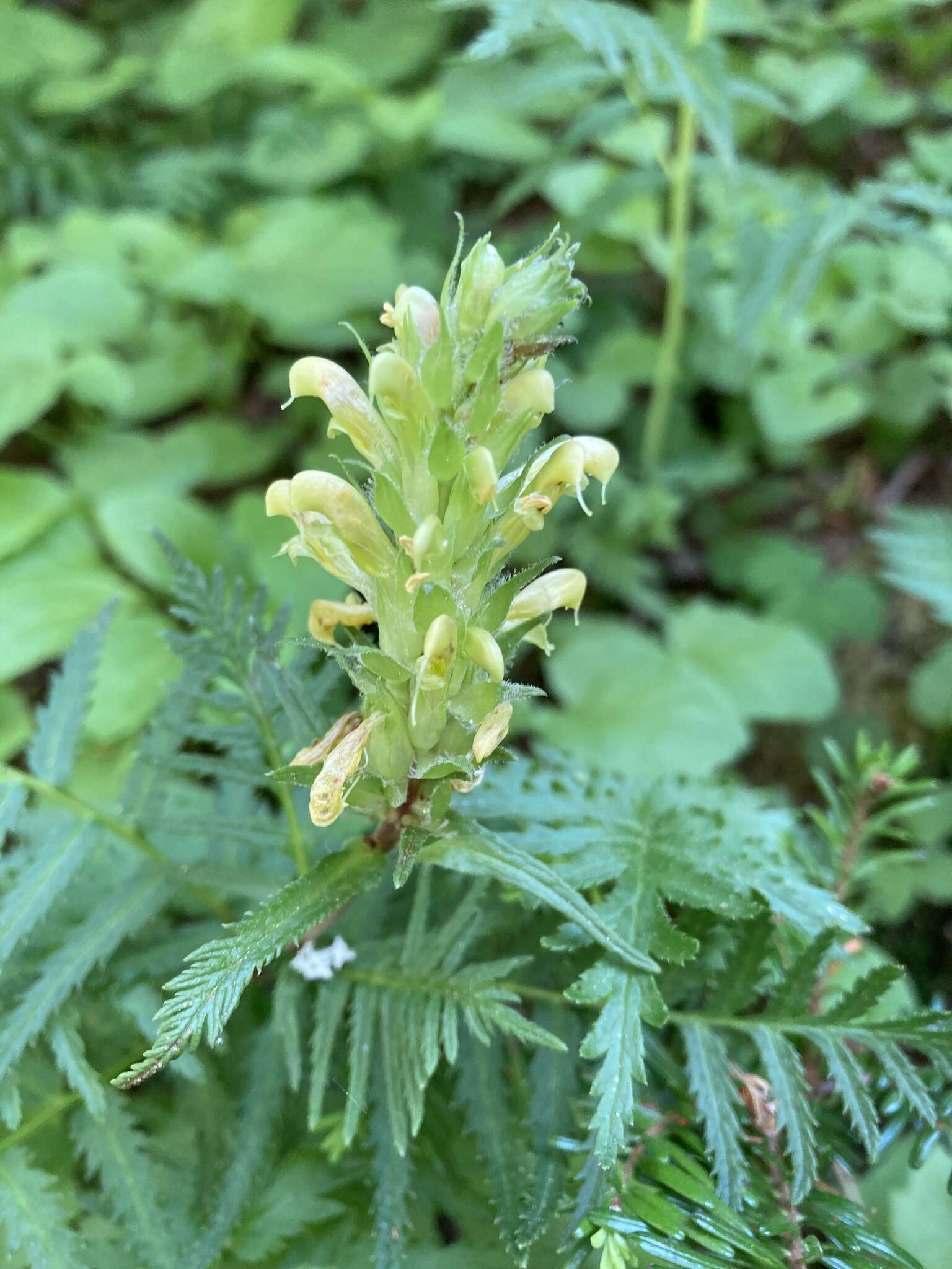 Imagem de Pedicularis bracteosa var. latifolia (Pennell) Cronq.