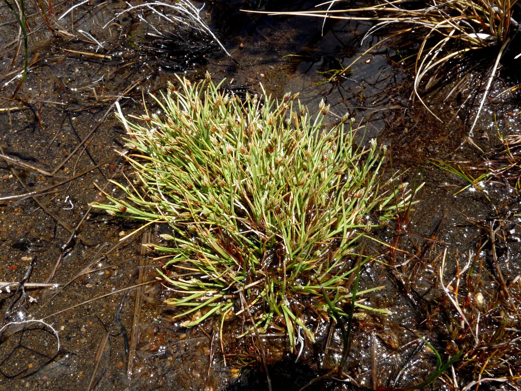 Слика од Isolepis crassiuscula Hook. fil.