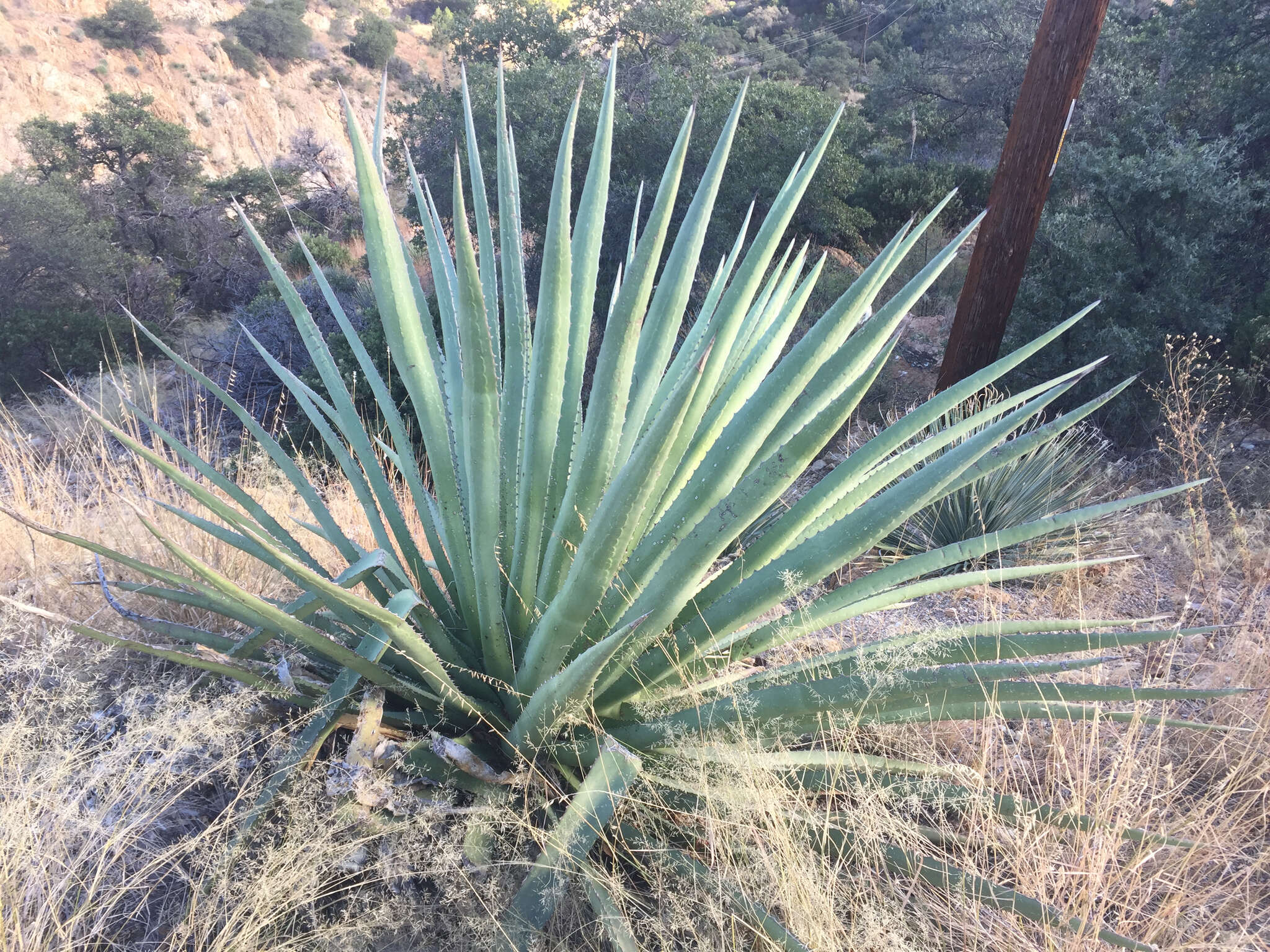 Agave palmeri Engelm. resmi