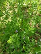 Image of Potentilla divaricata DC.