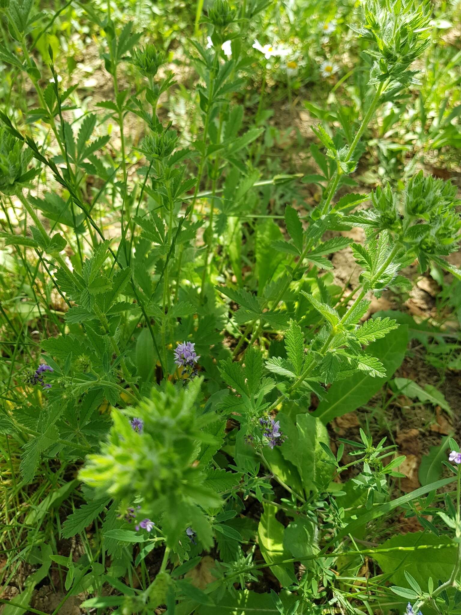 Image of Potentilla divaricata DC.