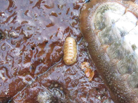 Imagem de Leptochiton rugatus (Carpenter ex Pilsbry 1892)