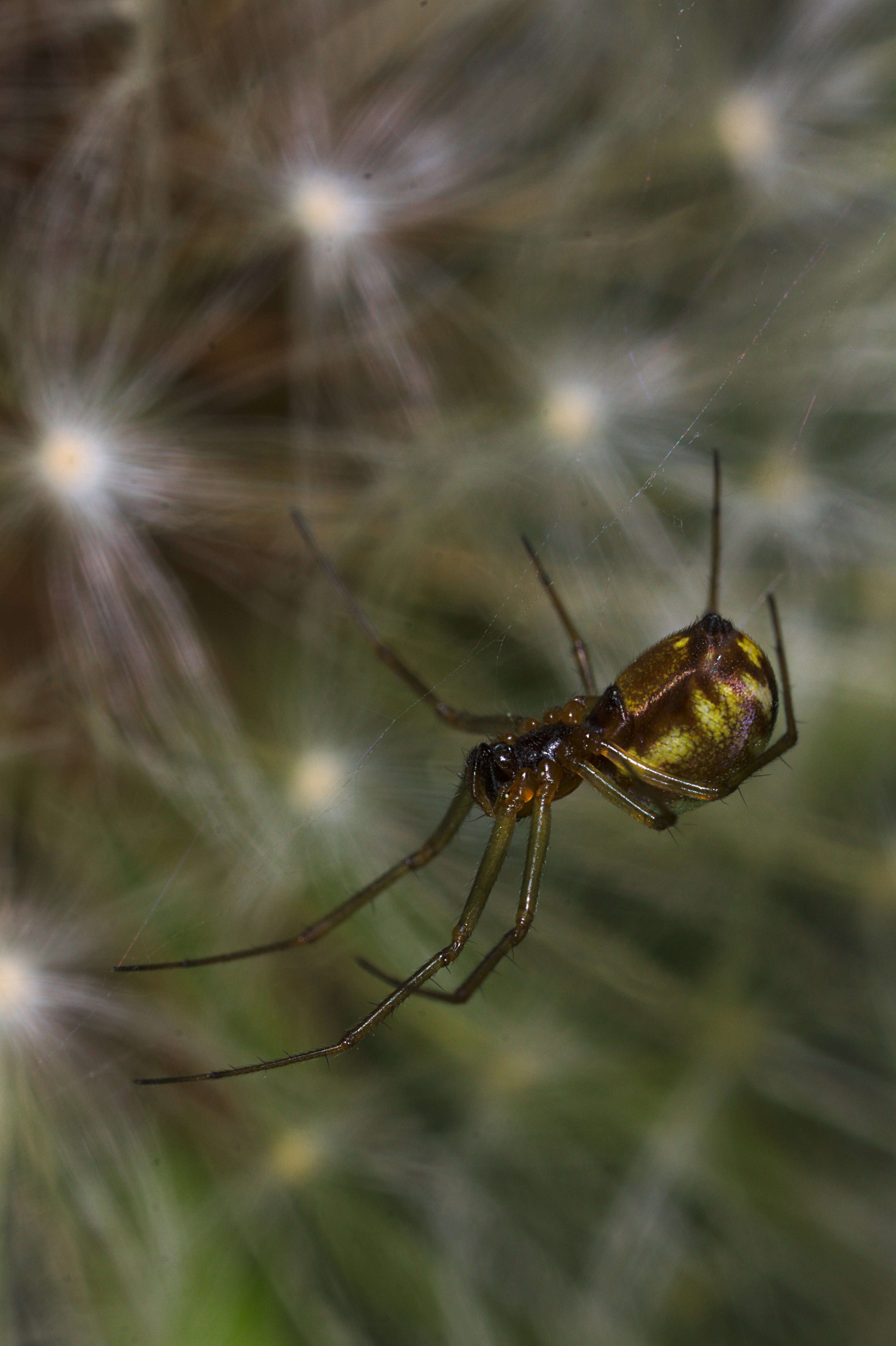 Image of sheetweb weavers