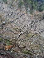 Imagem de Alnus alnobetula subsp. sinuata (Regel) Raus