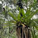 Image of Guzmania mitis L. B. Sm.