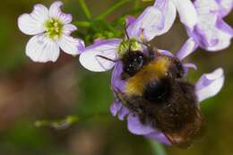 Image of Bumblebees