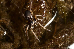 Image of Wolf spider