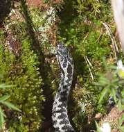 Image of Adder