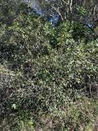 Image of California buckthorn