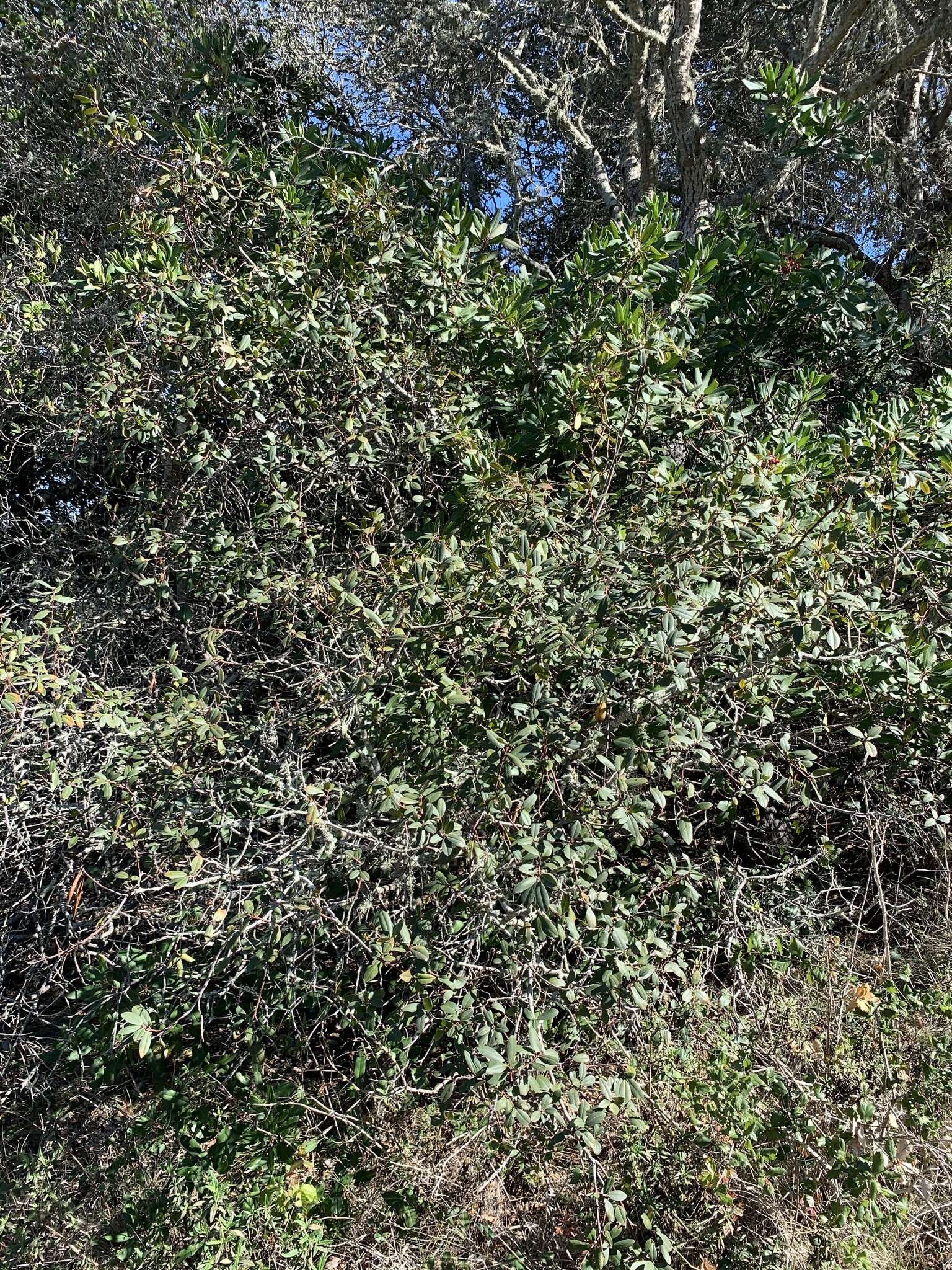 Image of California buckthorn