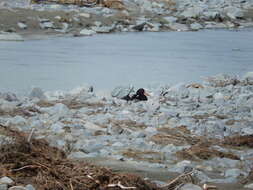 Image of South Island Oystercatcher