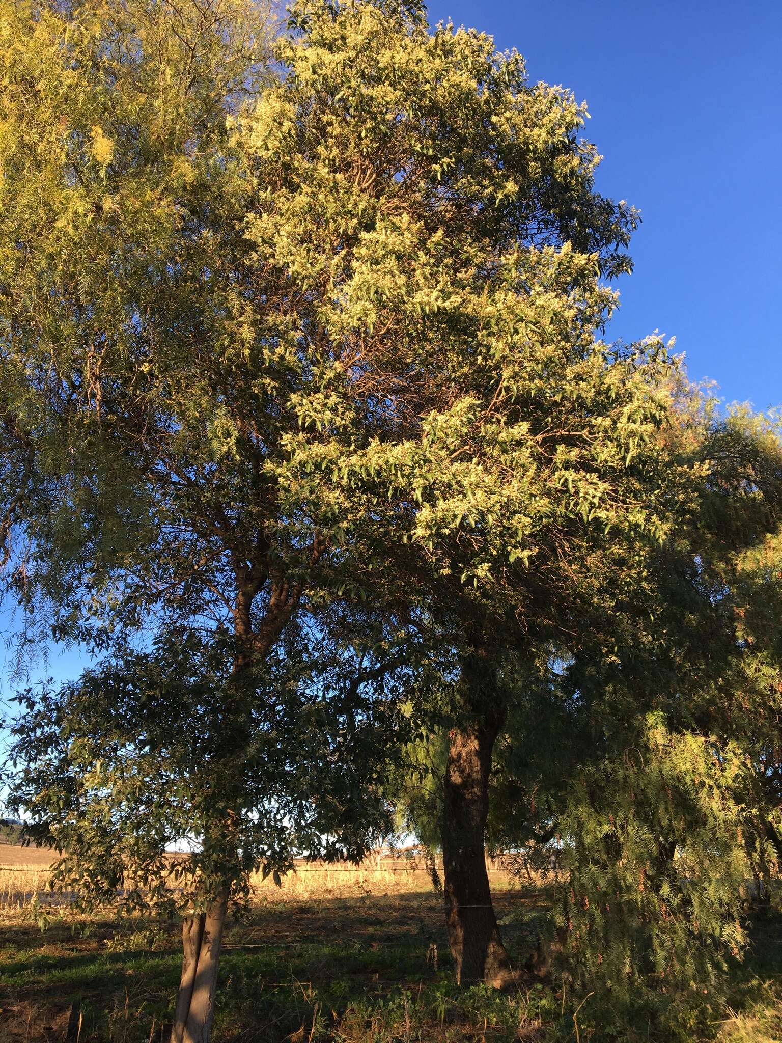 Image of Geijera salicifolia Schott