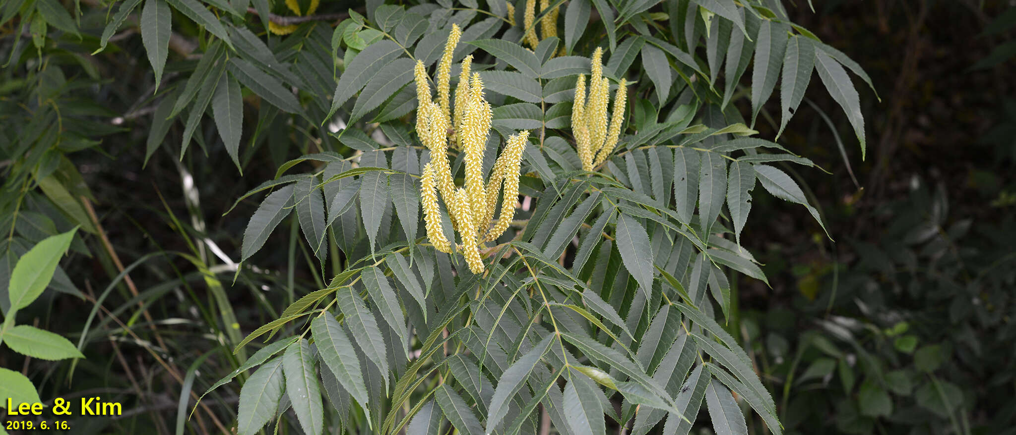 Image of Platycarya