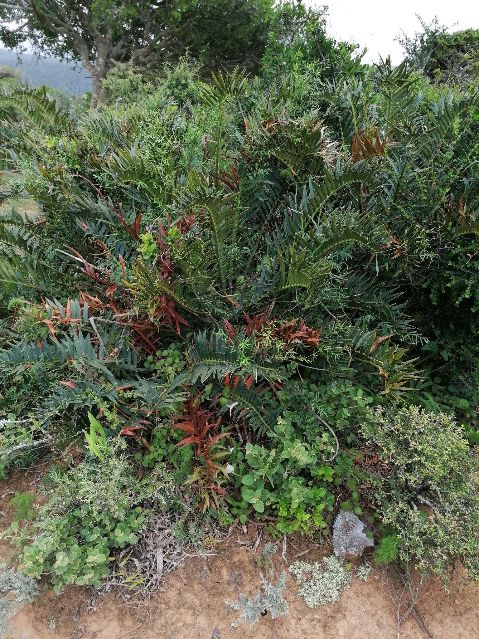 Image of Bushman's River Cycad