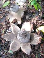 Image of Beaked Earthstar