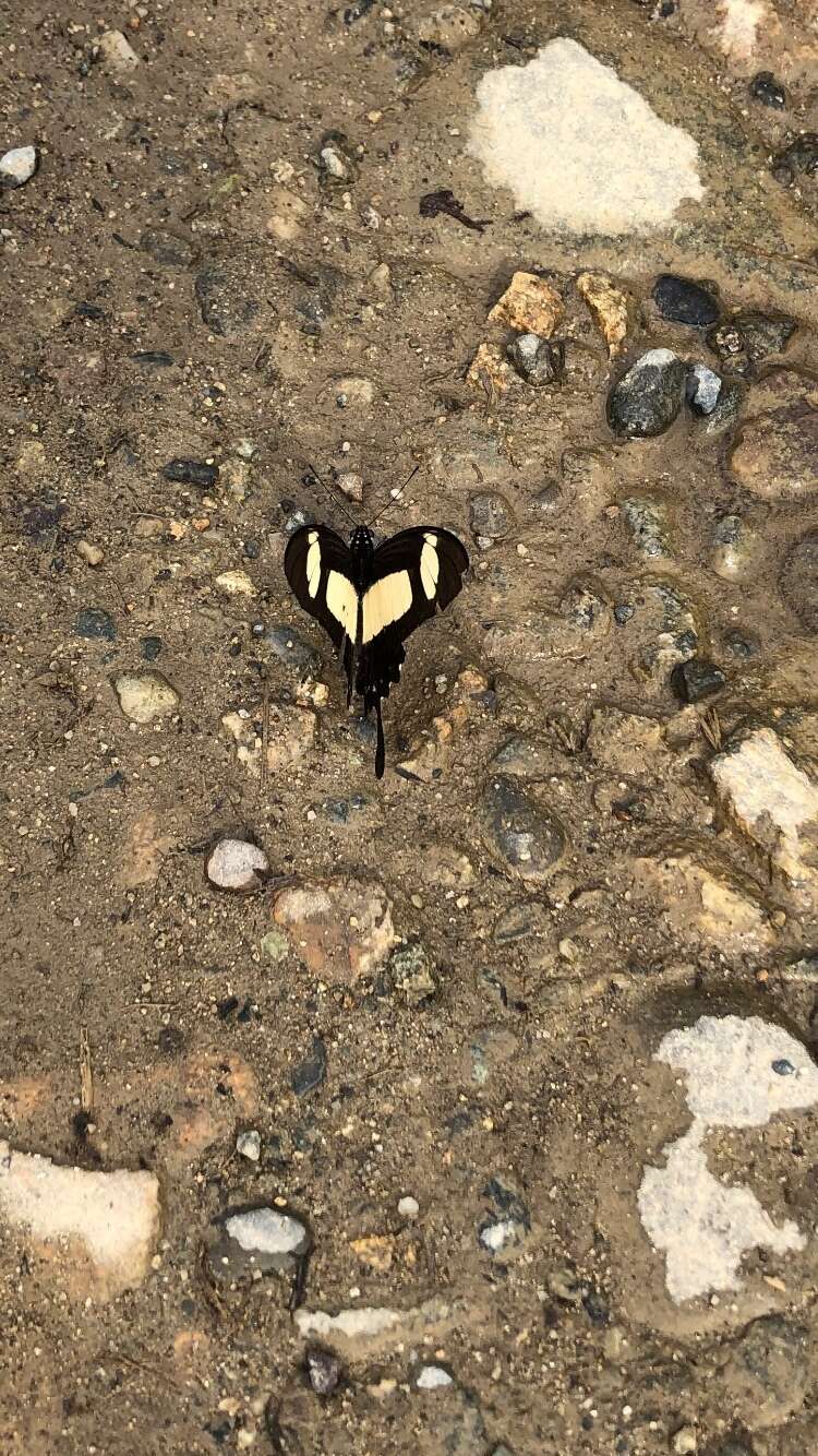 Sivun Papilio torquatus Cramer (1777) kuva