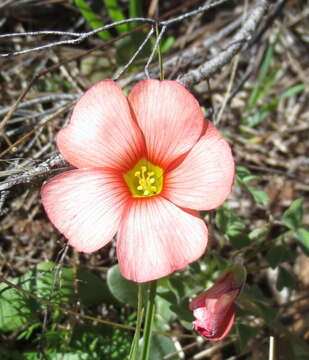 Image of Oxalis obtusa Jacq.