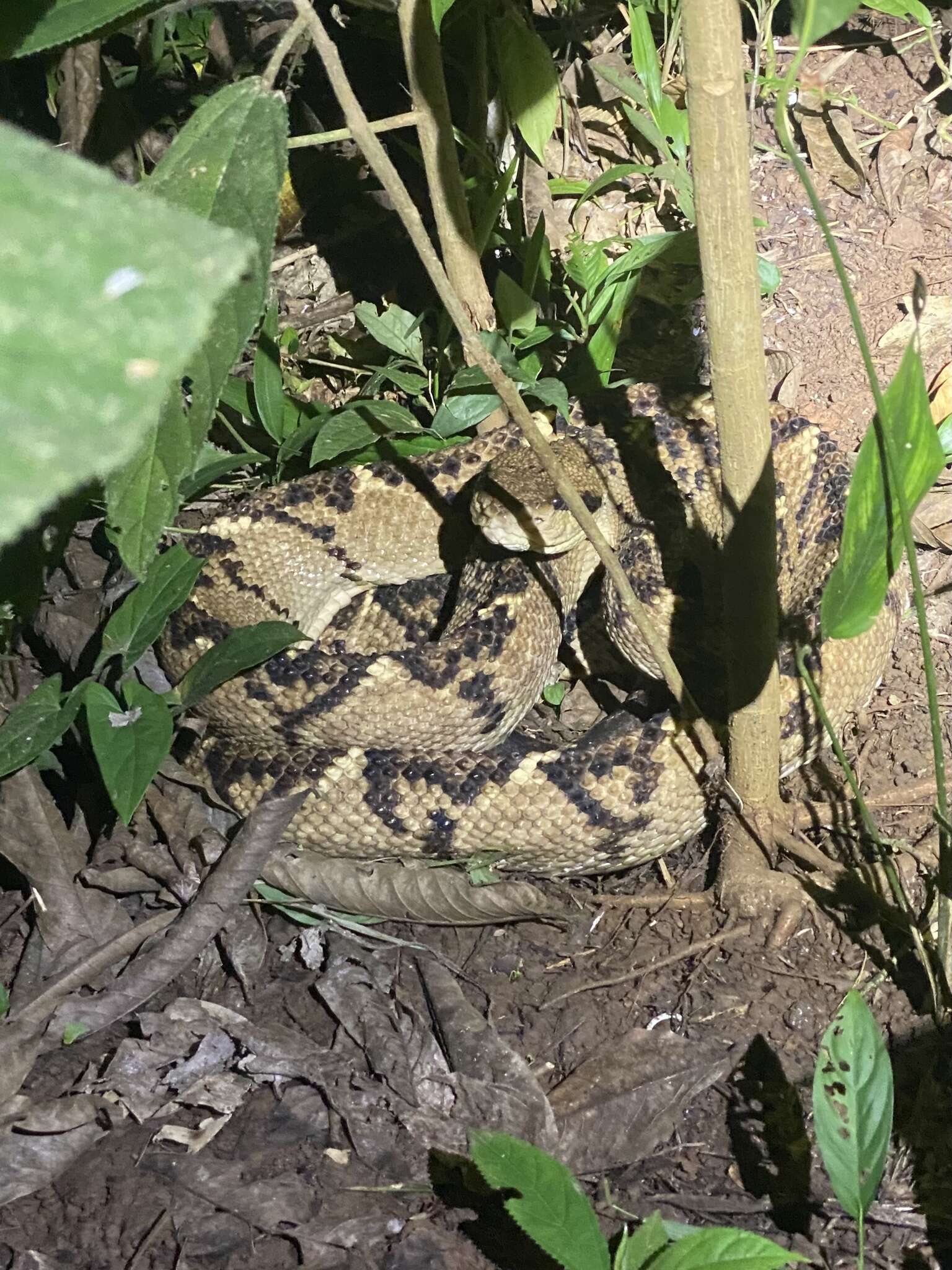 Image of Central American bushmaster