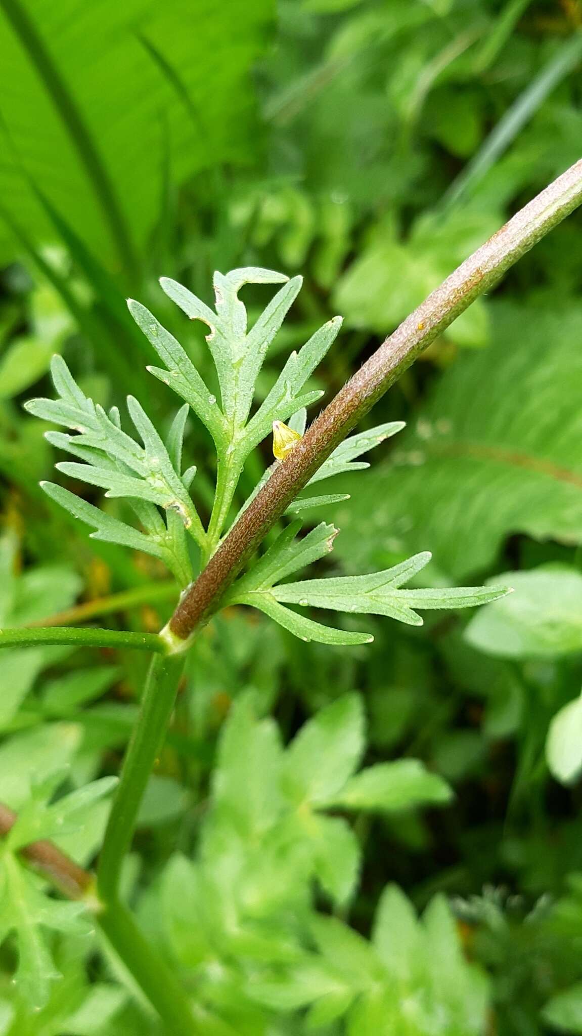 Image of threelobe buttercup