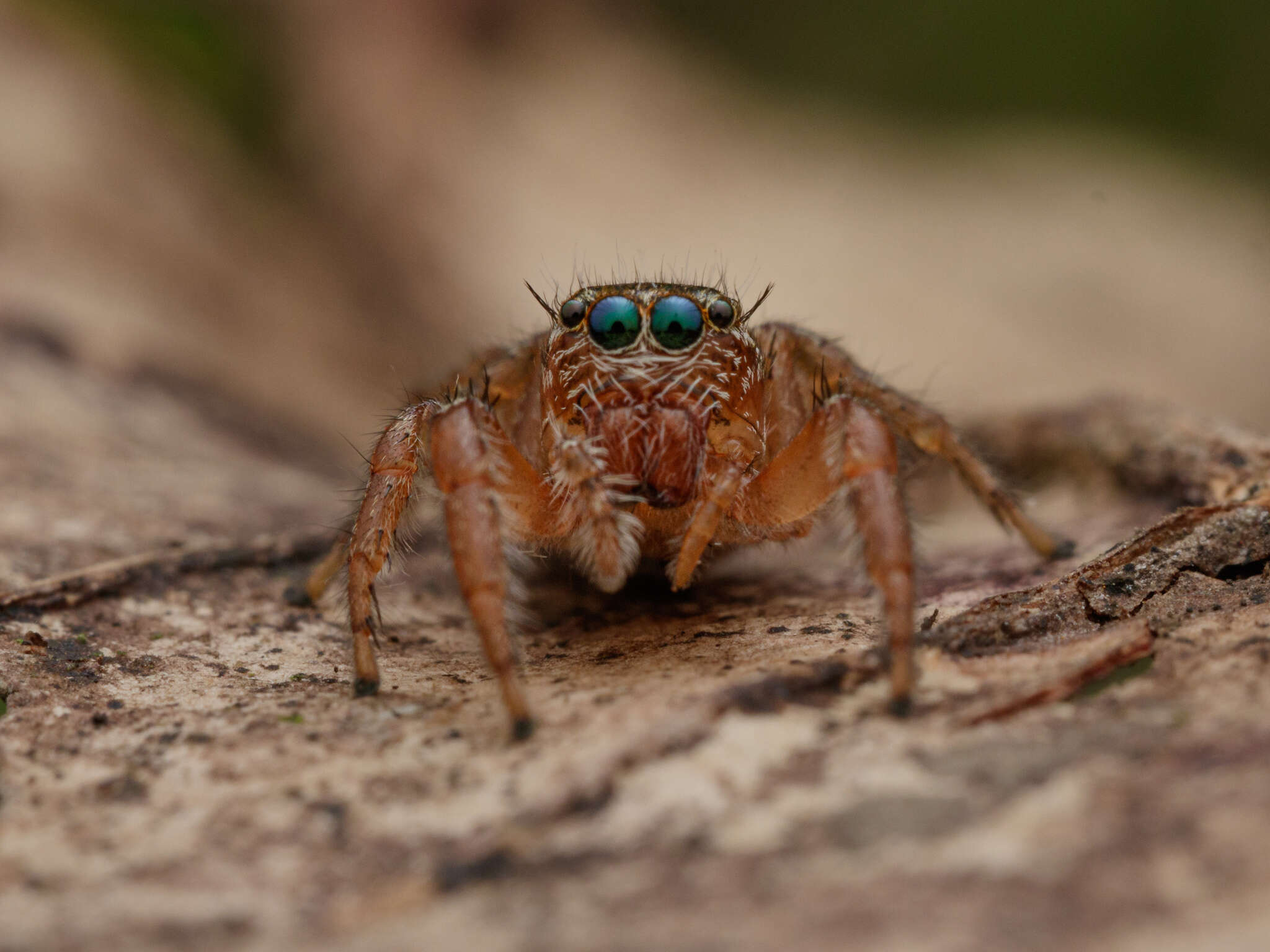 Image of Evarcha flavocincta (C. L. Koch 1846)