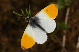 Image of orange tip