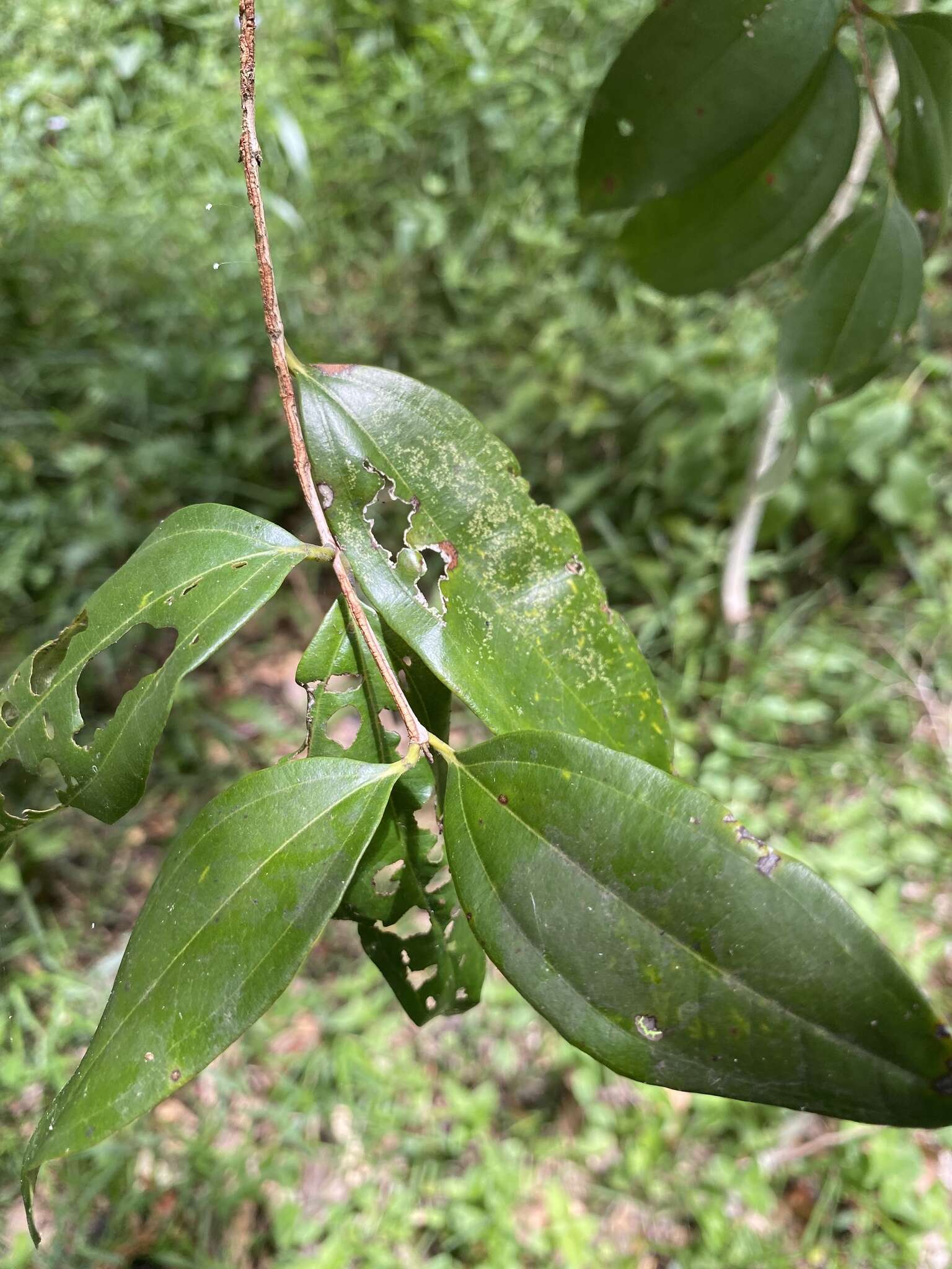 Image of Rhodamnia argentea Benth.