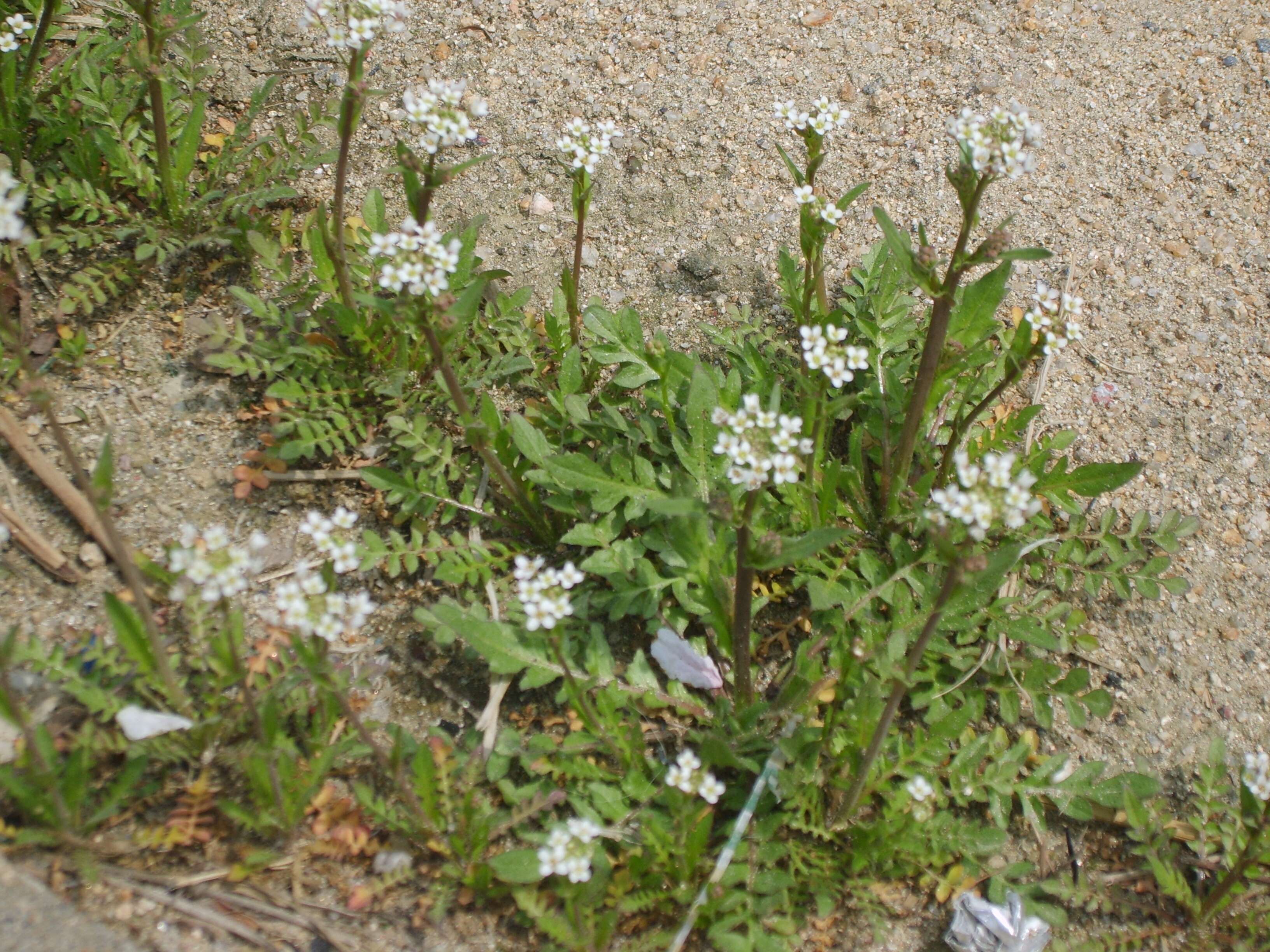 Image of shepherd's purse