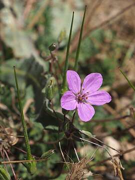 Image of Erodium acaule (L.) Becherer & Thell.