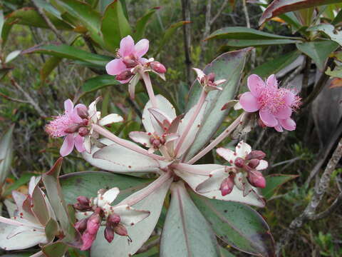 Imagem de Archytaea triflora Mart.