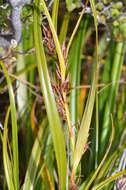 Слика од Morelotia affinis (Brongn.) S. T. Blake