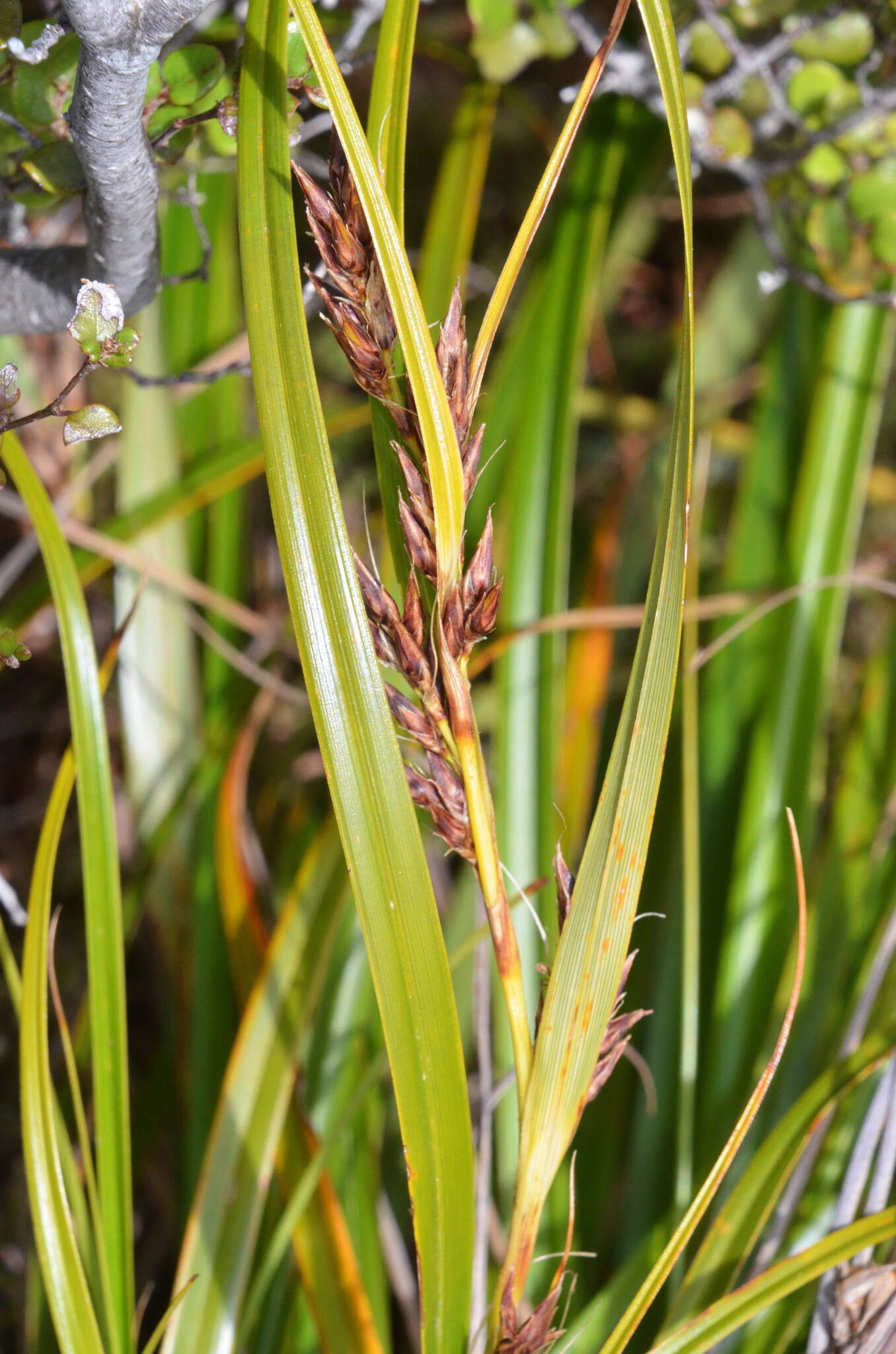 Morelotia affinis (Brongn.) S. T. Blake的圖片