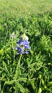 Image of Texas lupine