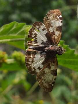 Image of Chiomara asychis Stoll 1780