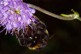 Image of Bumblebees