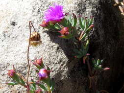 Image of Lampranthus emarginatus (L.) N. E. Br.