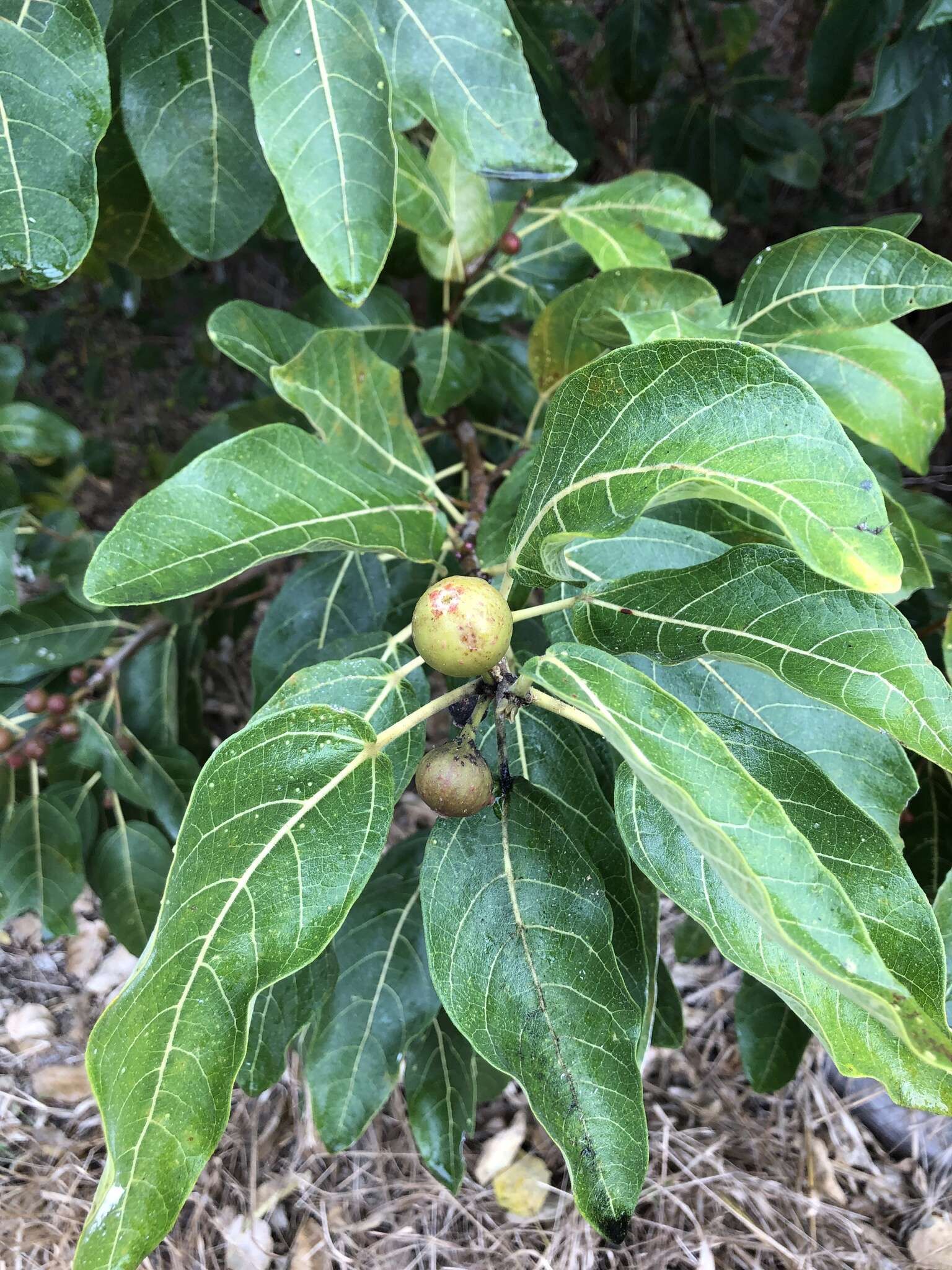 Image of Sweet Sandpaper Fig