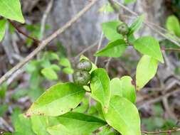 Image of Gulf Sebastian-Bush