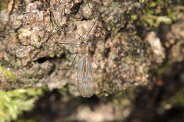 Image of Nematocera