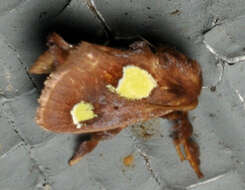 Image of Nanina Oak-Slug Moth