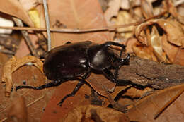 Слика од <i>Xylotrupes <i>australicus</i></i> australicus