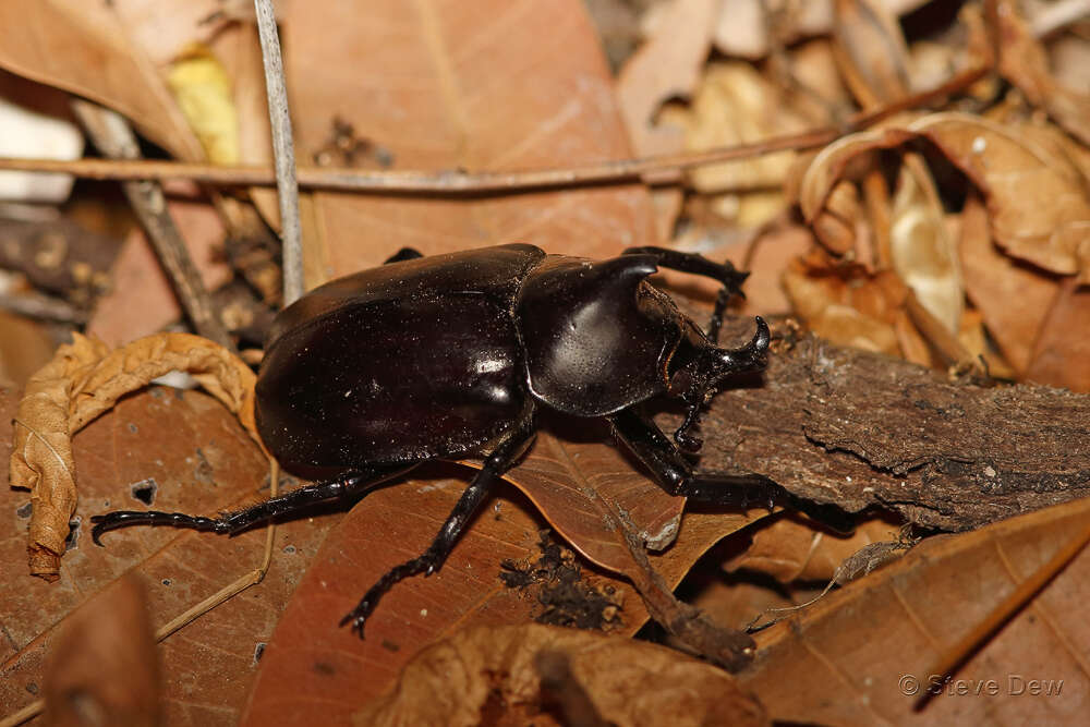 Image of <i>Xylotrupes <i>australicus</i></i> australicus