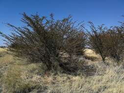 Imagem de Vachellia kirkii (Oliv.) Kyal. & Boatwr.