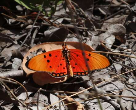 Image of Acraea acrita Hewitson 1865