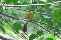 Image of Black-crested Bulbul